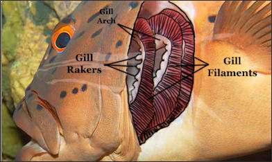 20120520-anatomy Fish_Gills_Labeled.jpg